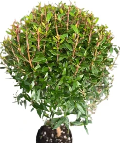 Myrtle Herb Plant - Myrtus communis - Live Plant - 4.5