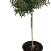 Myrtle Herb Plant - Myrtus communis - Live Plant - 4.5" Pot - Topiary - Image 1
