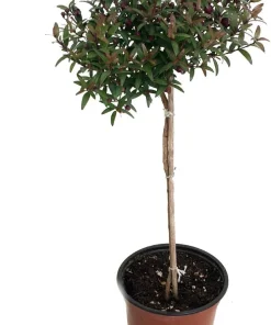 Myrtle Herb Plant - Myrtus communis - Live Plant - 4.5