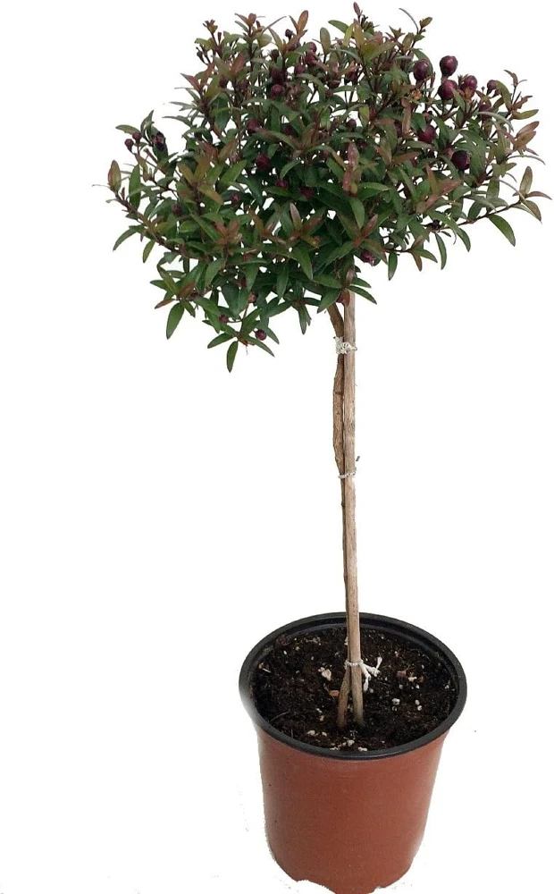 Myrtle Herb Plant - Myrtus communis - Live Plant - 4.5" Pot - Topiary - Image 1