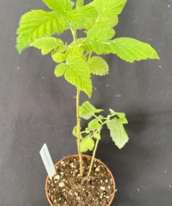 Mysore Raspberry Live Plant – Rubus niveus – Sweet Black Raspberry – 3 inch Pot – Zone 8-10 - Image 2
