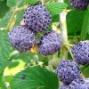 Mysore Raspberry Live Plant – Rubus niveus – Sweet Black Raspberry – 3 inch Pot – Zone 8-10 - Image 1