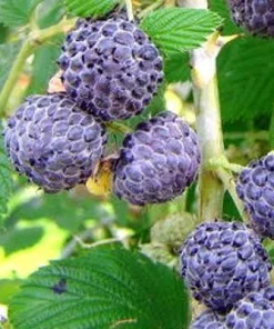 Mysore Raspberry Live Plant – Rubus niveus – Sweet Black Raspberry – 3 inch Pot – Zone 8-10 - Image 1