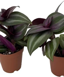 Mystic Magic Tradescantia Plant – Live Potted Houseplant – 2 Plants in 2" Pots – Indoor - Image 2