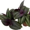 Mystic Magic Tradescantia Plant – Live Potted Houseplant – 2 Plants in 2" Pots – Indoor - Image 1