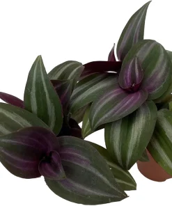 Mystic Magic Tradescantia Plant – Live Potted Houseplant – 2 Plants in 2