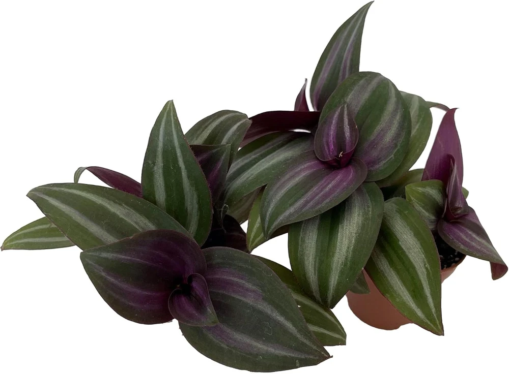 Mystic Magic Tradescantia Plant – Live Potted Houseplant – 2 Plants in 2" Pots – Indoor - Image 1