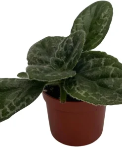 Naine Argente Primulina Live Plant - Asian Violet - 2.5 inch Pot - Indoor Houseplant - Image 2