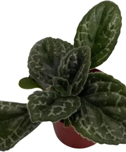 Naine Argente Primulina Live Plant - Asian Violet - 2.5 inch Pot - Indoor Houseplant - Image 3