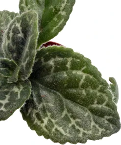 Naine Argente Primulina Live Plant - Asian Violet - 2.5 inch Pot - Indoor Houseplant - Image 4