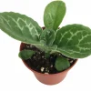 Naine Argente Primulina Live Plant - Asian Violet - 2.5 inch Pot - Indoor Houseplant - Image 1