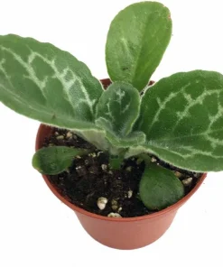 Naine Argente Primulina Live Plant - Asian Violet - 2.5 inch Pot - Indoor Houseplant - Image 1