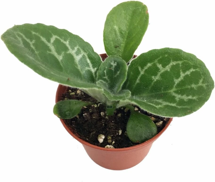 Naine Argente Primulina Live Plant - Asian Violet - 2.5 inch Pot - Indoor Houseplant - Image 1