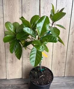 Nanceinga , nanche fruit tree in 3 gallons pot, byrsonima crassifolia - Image 2