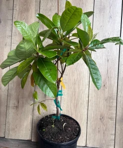 Nanceinga , nanche fruit tree in 3 gallons pot, byrsonima crassifolia - Image 3
