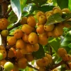 Nanceinga , nanche fruit tree in 3 gallons pot, byrsonima crassifolia - Image 1