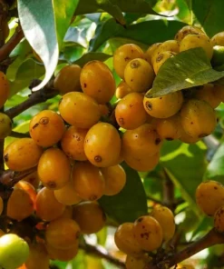 Nanceinga , nanche fruit tree in 3 gallons pot, byrsonima crassifolia - Image 1