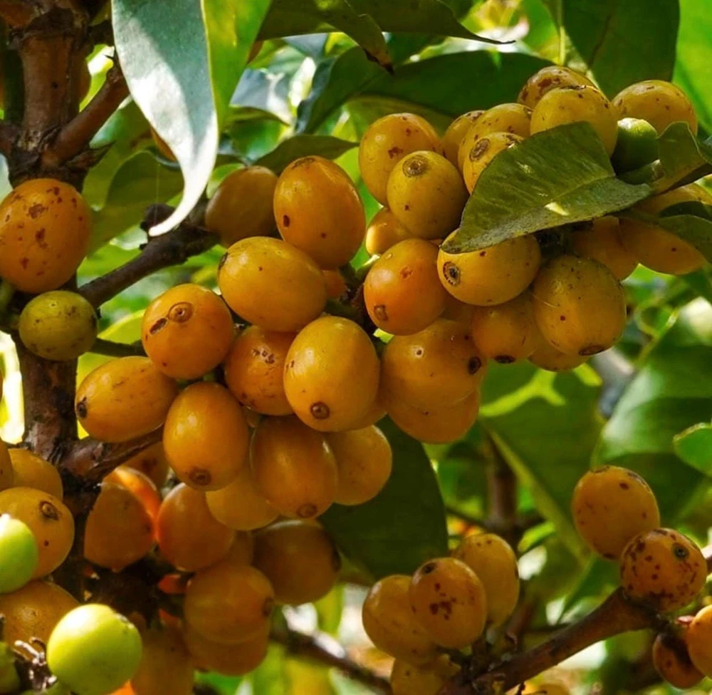 Nanceinga , nanche fruit tree in 3 gallons pot, byrsonima crassifolia - Image 1