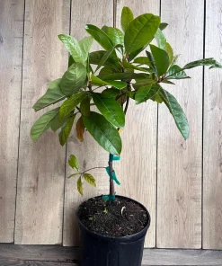 Nanceinga , nanche fruit tree in 3 gallons pot, byrsonima crassifolia - Image 4