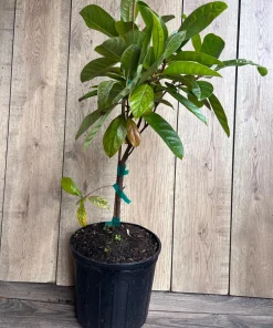 Nanceinga , nanche fruit tree in 3 gallons pot, byrsonima crassifolia - Image 5
