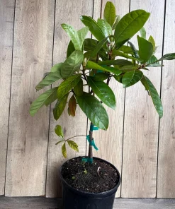 Nanceinga , nanche fruit tree in 3 gallons pot, byrsonima crassifolia - Image 6