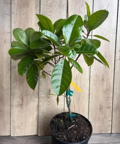 Nanceinga , nanche fruit tree in 3 gallons pot, byrsonima crassifolia - Image 7