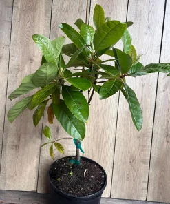 Nanceinga , nanche fruit tree in 3 gallons pot, byrsonima crassifolia - Image 8
