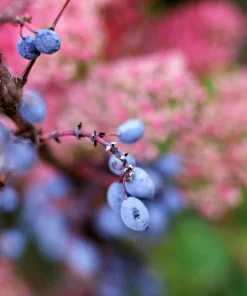 Nannyberry Sweet Viburnum Lentago Seeds - 20 Count, White Flowers, Edible Blue-Black Berries - Image 10
