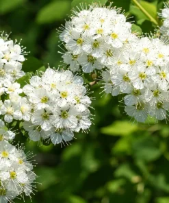 Nannyberry Sweet Viburnum Lentago Seeds - 20 Count, White Flowers, Edible Blue-Black Berries - Image 2