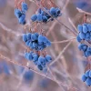 Nannyberry Sweet Viburnum Lentago Seeds - 20 Count, White Flowers, Edible Blue-Black Berries - Image 1
