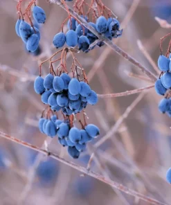 Nannyberry Sweet Viburnum Lentago Seeds - 20 Count, White Flowers, Edible Blue-Black Berries - Image 1