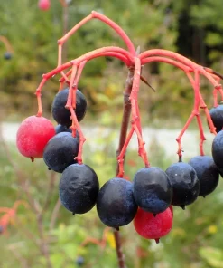 Nannyberry Sweet Viburnum Lentago Seeds - 20 Count, White Flowers, Edible Blue-Black Berries - Image 4