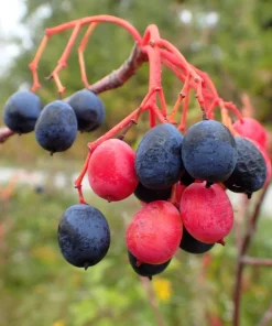 Nannyberry Sweet Viburnum Lentago Seeds - 20 Count, White Flowers, Edible Blue-Black Berries - Image 5