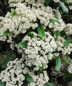 Nannyberry Sweet Viburnum Lentago Seeds - 20 Count, White Flowers, Edible Blue-Black Berries - Image 6