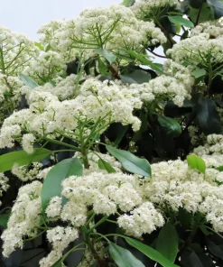 Nannyberry Sweet Viburnum Lentago Seeds - 20 Count, White Flowers, Edible Blue-Black Berries - Image 7