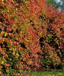 Nannyberry Sweet Viburnum Lentago Seeds - 20 Count, White Flowers, Edible Blue-Black Berries - Image 8