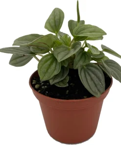 Napoli Nights Peperomia Live Plant – 2.5 inch Pot – Indoor Houseplant - Image 2