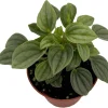 Napoli Nights Peperomia Live Plant – 2.5 inch Pot – Indoor Houseplant - Image 1