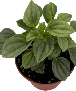 Napoli Nights Peperomia Live Plant – 2.5 inch Pot – Indoor Houseplant - Image 1