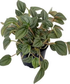 Napoli Nights Peperomia Live Plant – 4 inch Pot – Indoor Houseplant - Image 2