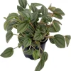 Napoli Nights Peperomia Live Plant – 4 inch Pot – Indoor Houseplant - Image 1