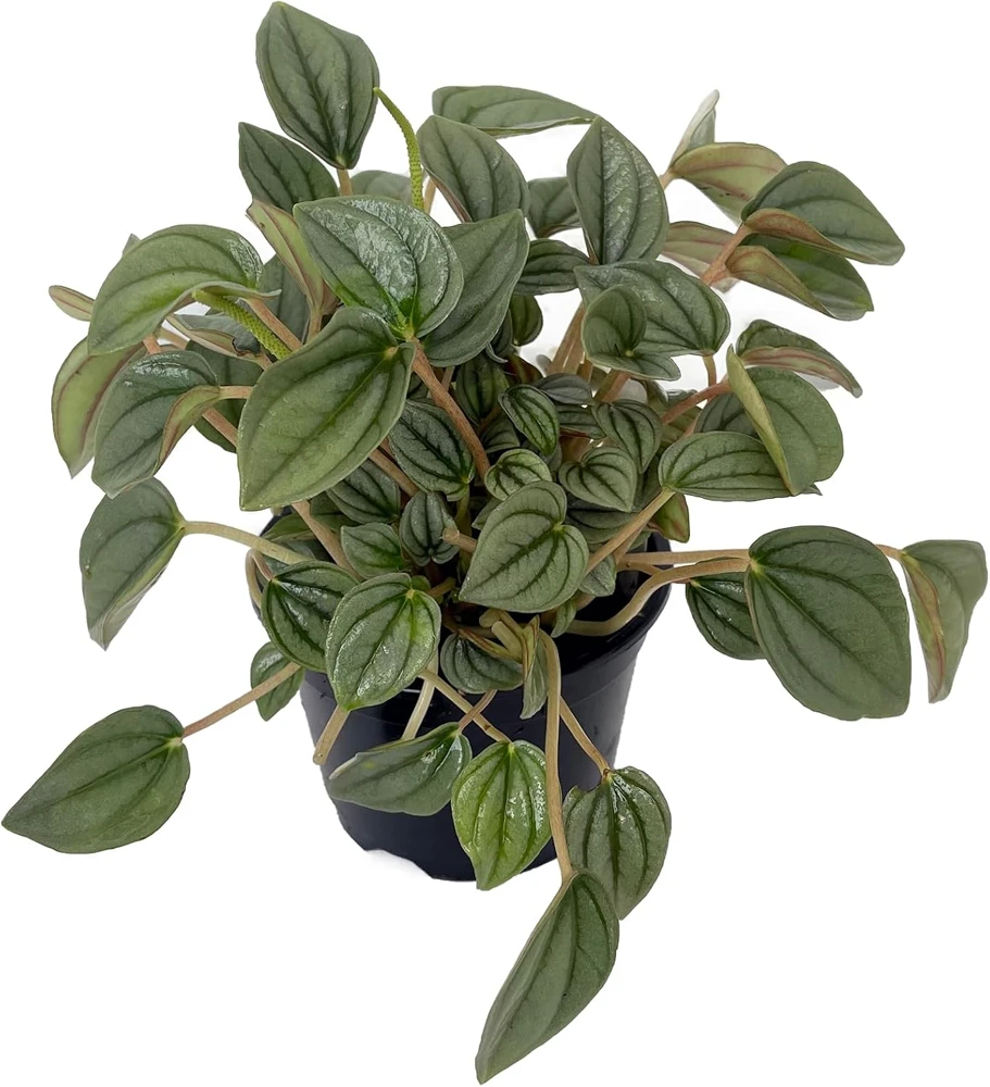 Napoli Nights Peperomia Live Plant – 4 inch Pot – Indoor Houseplant - Image 1