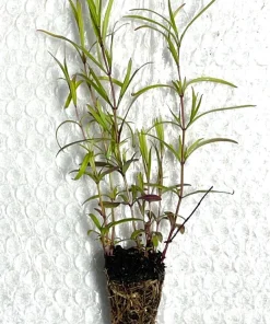 Narrowleaf Mountain Mint Live Plant - Starter Plugs (5-Pack) - Native Perennial - Image 3
