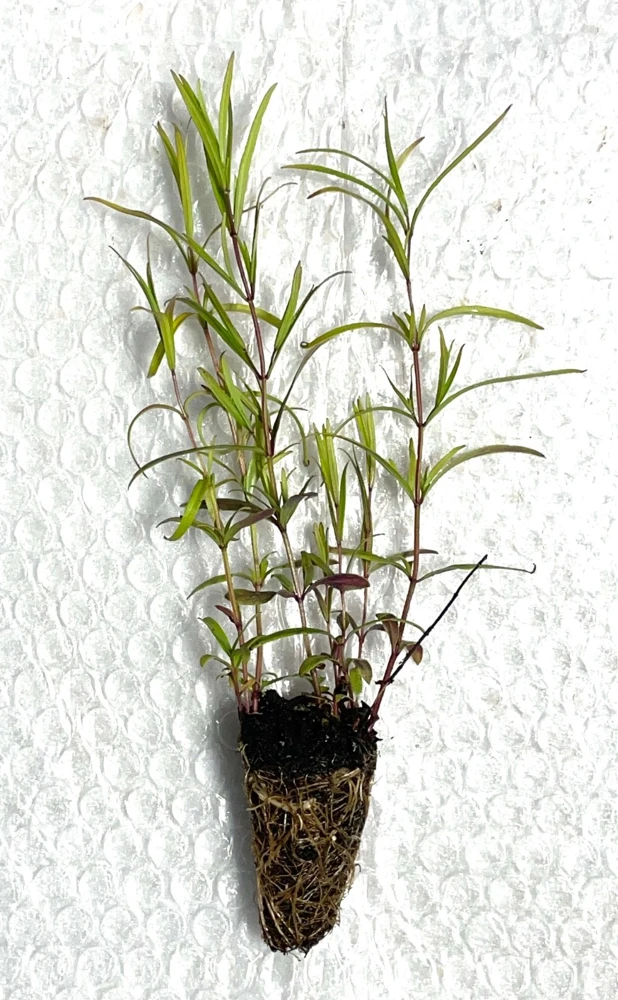 Narrowleaf Mountain Mint Live Plant - Starter Plugs (5-Pack) - Native Perennial - Image 3