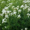 Narrowleaf Mountain Mint Live Plant - Starter Plugs (5-Pack) - Native Perennial - Image 1