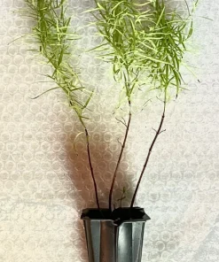 Narrowleaf Mountain Mint Live Plants - 8 Plug-Grown Perennial Seedlings - Image 3