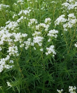 Narrowleaf Mountain Mint Live Plants - 8 Plug-Grown Perennial Seedlings - Image 1
