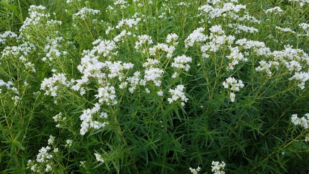 Narrowleaf Mountain Mint Live Plants - 8 Plug-Grown Perennial Seedlings - Image 1