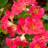 Nasturtium Cherry Rose Jewel Seeds - 30 Seed Pack - Full Sun - Image 1