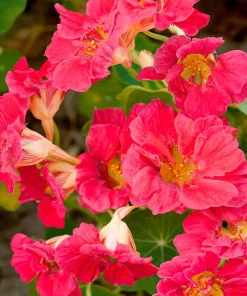 Nasturtium Cherry Rose Jewel Seeds - 30 Seed Pack - Full Sun - Image 1